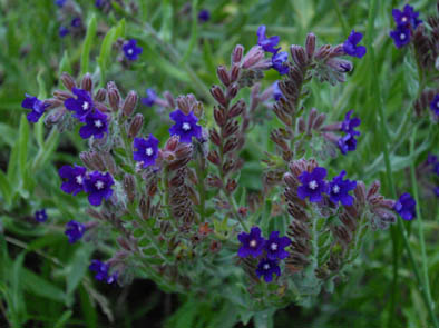 Anchusa officinalis